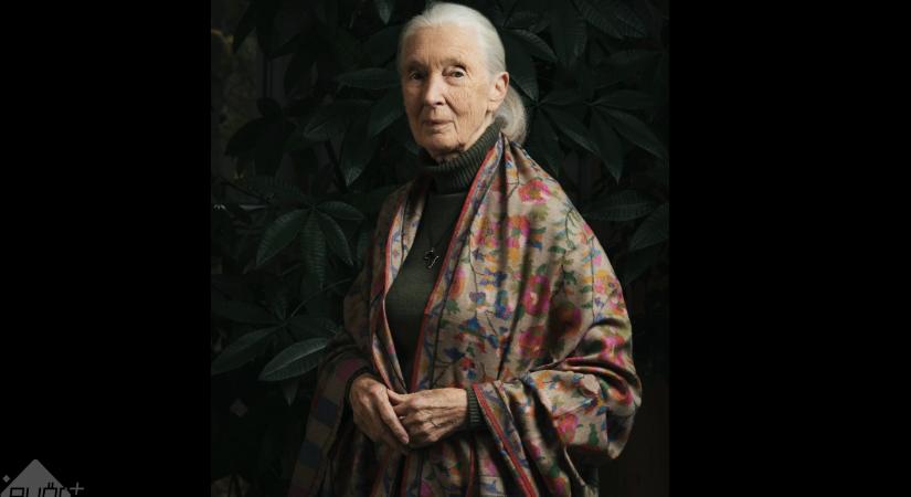 Elhunyt a neves etológus és természetvédő, dr. Jane Goodall