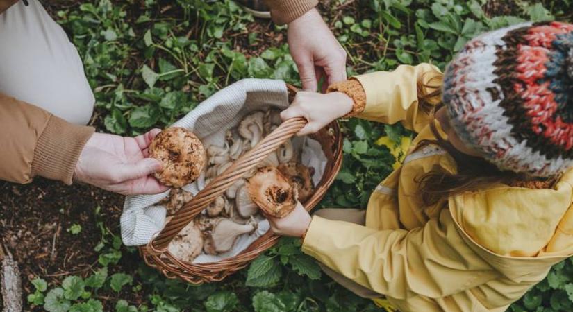Gombaismereti kvíz: felismered az ehető és mérgező fajtákat?