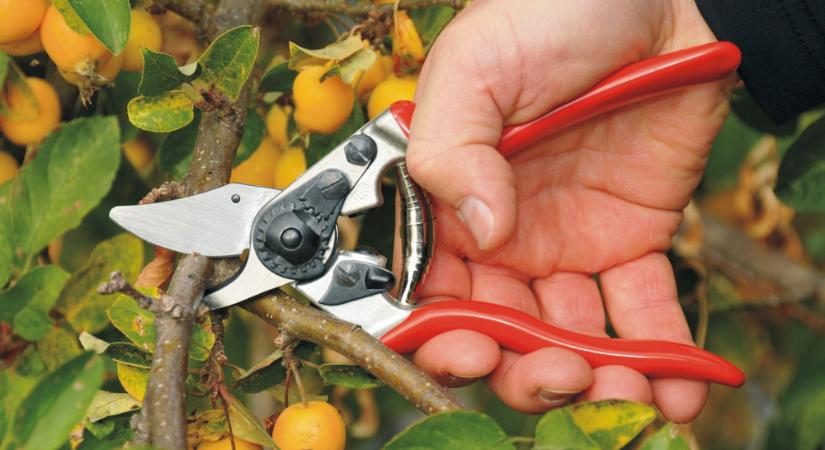 Októberi metszésmánia – miért akarunk minden ágat levágni, ami a szemünk elé kerül?