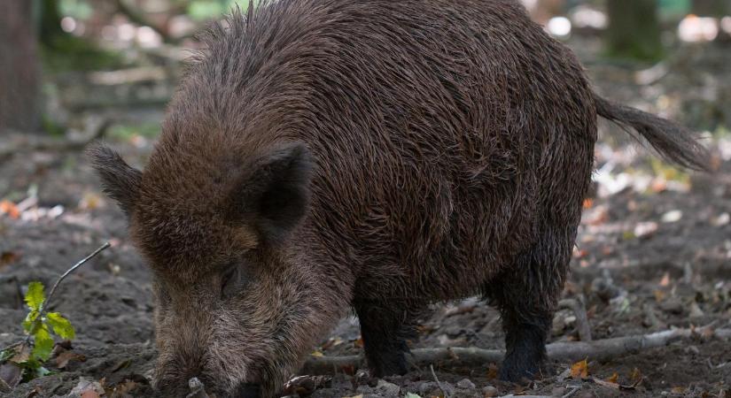 Nagy a baj: Horvátországban elkezdték irtani a vaddisznókat