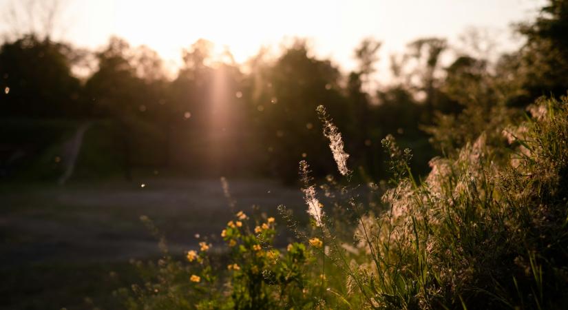 Még mindig pollen vészhelyzet van. Így készülj fel!