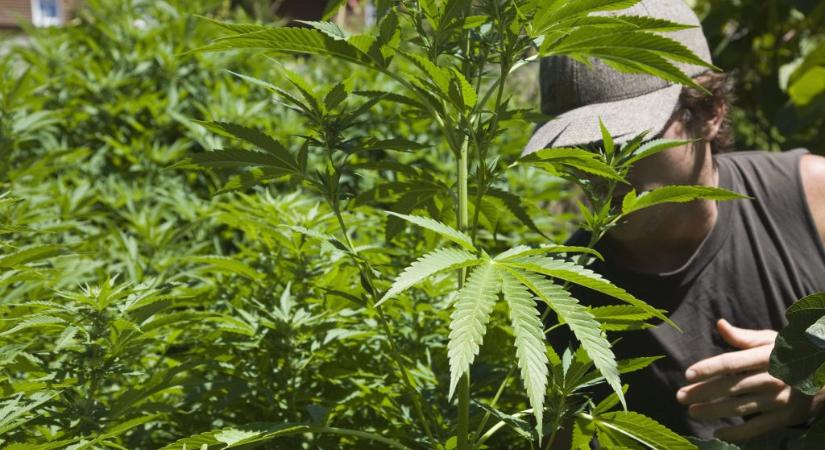 Kannabisz alapú gyógyszer segíthet a hátfájás leküzdésében