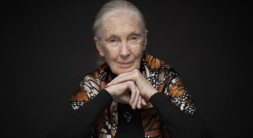 Elhunyt Jane Goodall brit etológus, antropológus és állatvédő