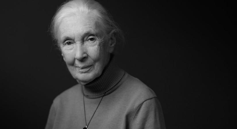 Elhunyt Jane Goodall főemlőskutató és környezetvédő