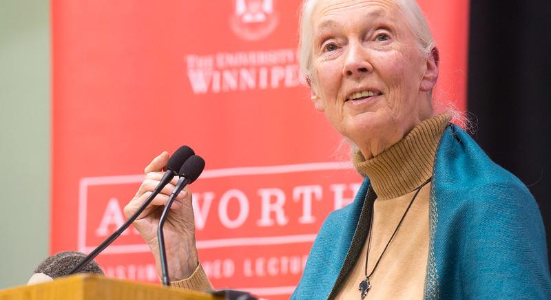 Egy legenda távozott: Jane Goodall elhunyt
