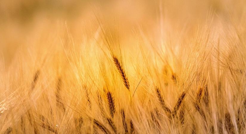 Útmutatás a gazdaságátadási szerződés szabályaihoz