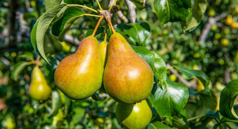 Hihetetlen számok a németeknél: ezzel a gyümölccsel nem lőttek mellé