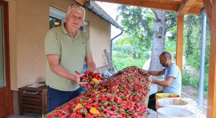Aszály és munkaerőhiány: kihívások előtt a paprikatermesztés