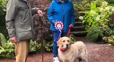 Egy golden retriever érdemelte ki a jubileumi szalagot