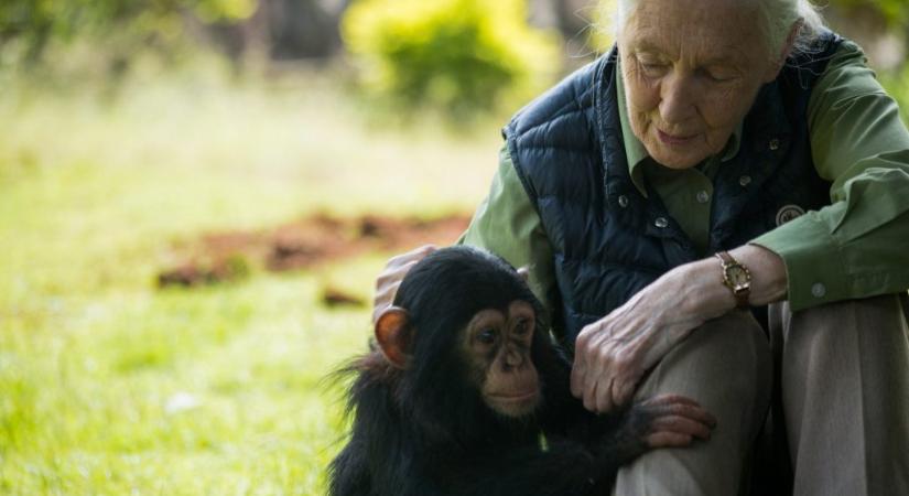 Budapesten tartanak megemlékezést Jane Goodall tiszteletére