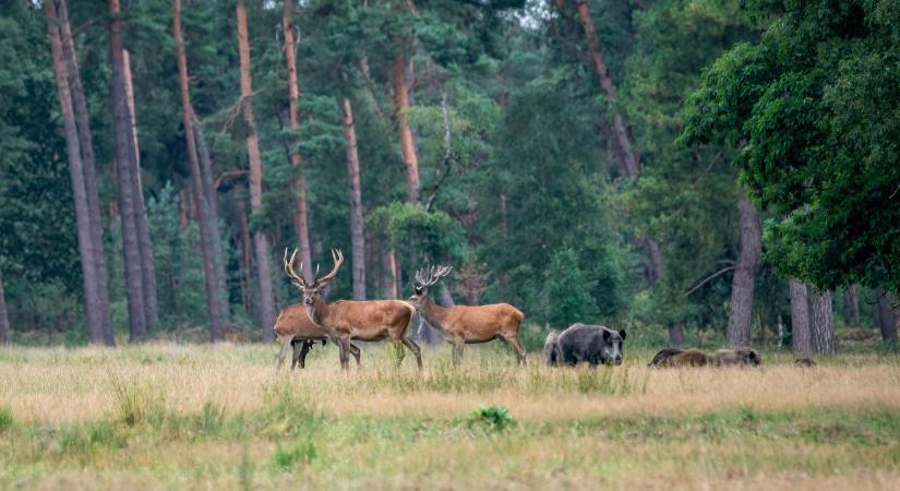 Vadbetegségek és terjedésük: nő a veszély, csökken a mozgástér?