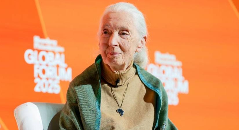 Elhunyt Jane Goodall, a csimpánzok titkainak felfedezője és az állatvédelem ikonja