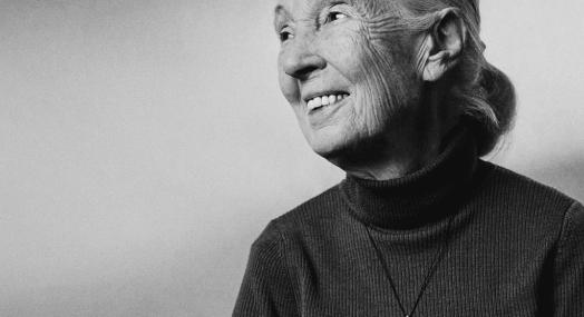91 éves korában elhunyt Dr. Jane Goodall