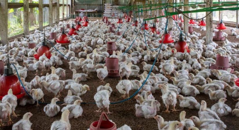 A baromfiágazat viszi a prímet a húsok exportjában