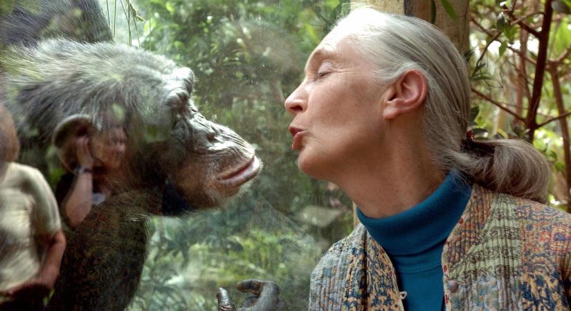 Jane Goodall emlékére – mit taníthat gyermekeinknek a csimpánzok barátja?