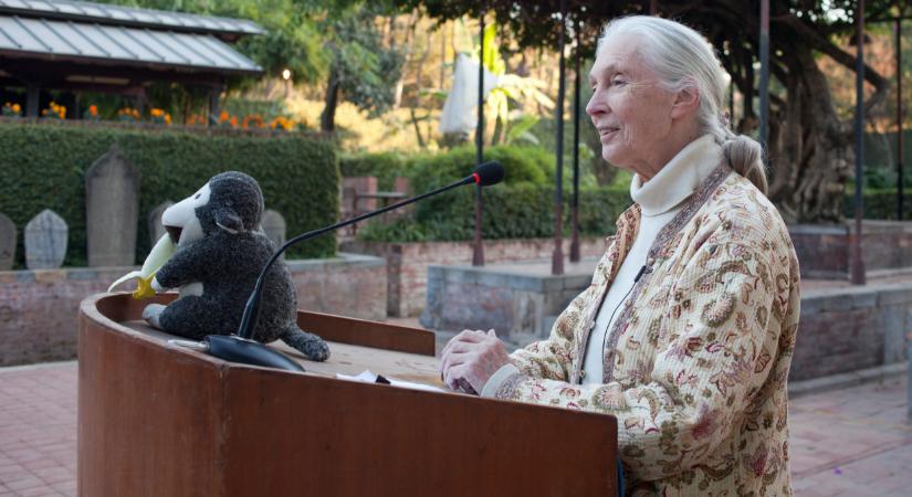 Elhunyt Jane Goodall, a legendás etológus