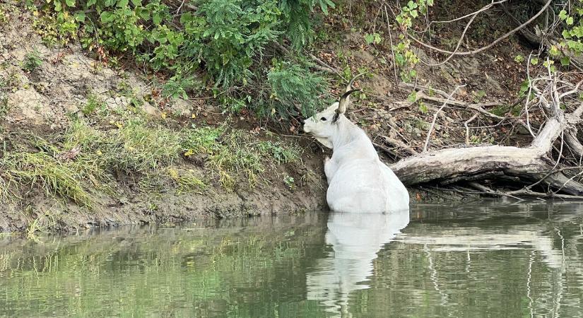 Dráma a Tisza-parton: szürkemarha került fogságba a vízben – Fotók