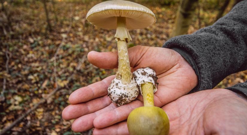 Kiadták a riasztást: tömegével nő a halálos gomba a hazai erdőkben - interaktív térképen az ellenőrök