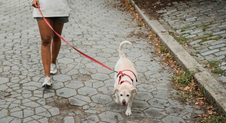 Mennyi mozgásra van szükség a kutyádnak? Így segíthetnek az okospórázok