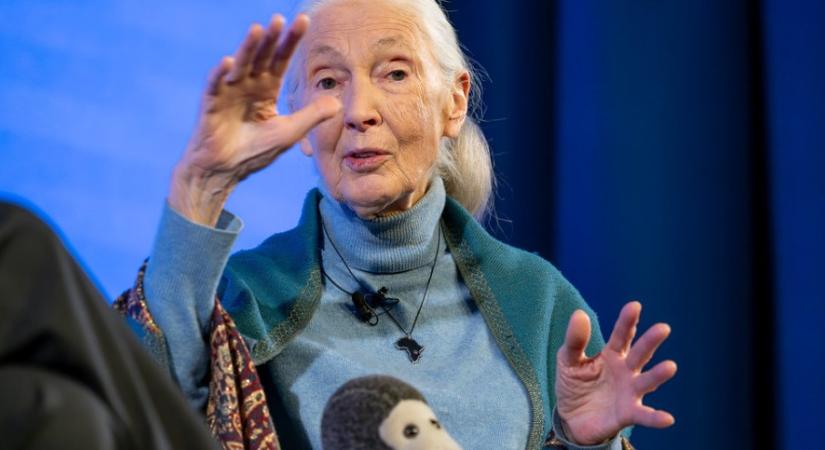 Meghalt Jane Goodall