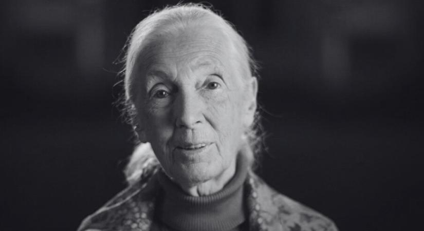 Elhunyt Jane Goodall, a csimpánzok világhírű kutatója
