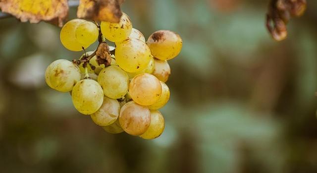 A leghatározottabban fel kell lépni az aranyszínű sárgaság fertőzést terjesztő szőlőkabóca ellen