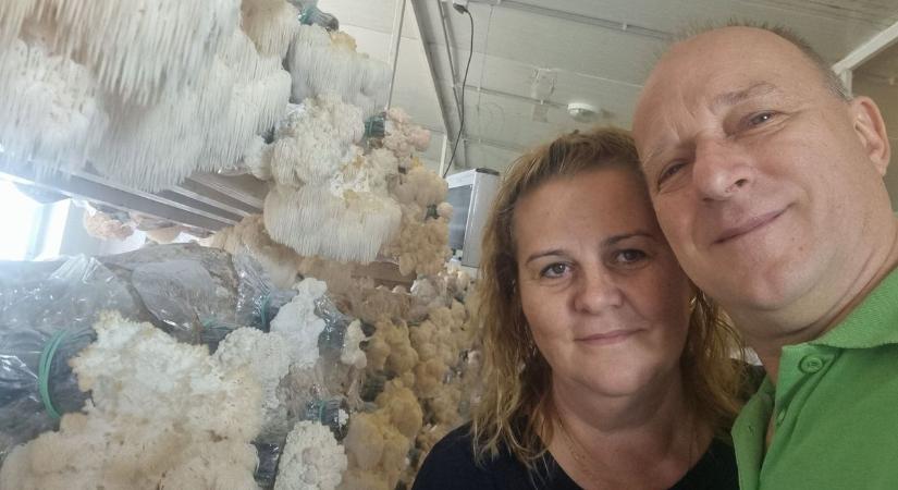 „Amikor az első gomba kibújt, pezsgőt bontottunk” – a fülöpjakabi biogazda úttörő sikertörténetet írt