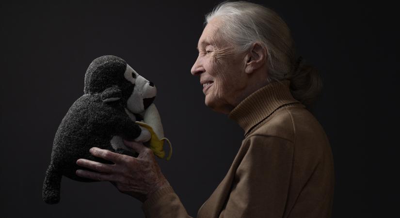 Elsőként adott nevet a csimpánzoknak és felháborította a tudományos közvéleményt – Jane Goodall élete