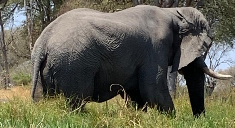 Afrikába röpít ez a debreceni előadás