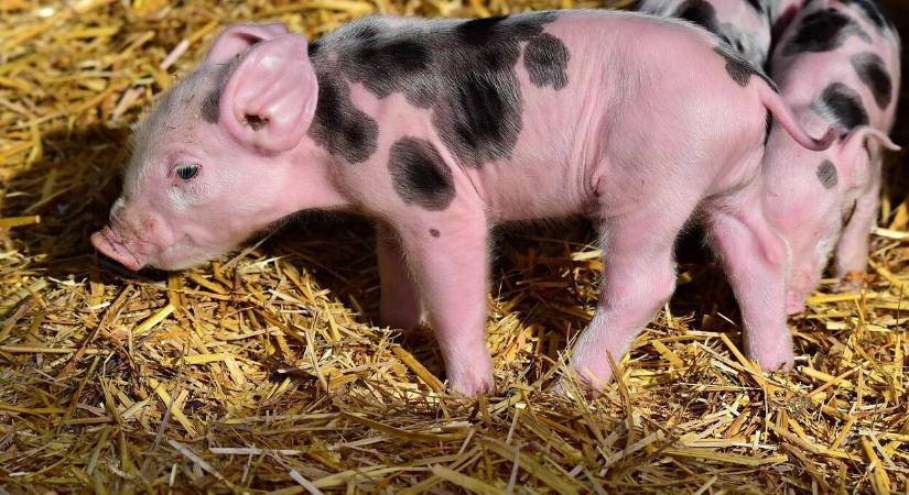 2,3 millió forintos büntetés egy sertéstartónak, nem tudta kijátszani a hatóságokat