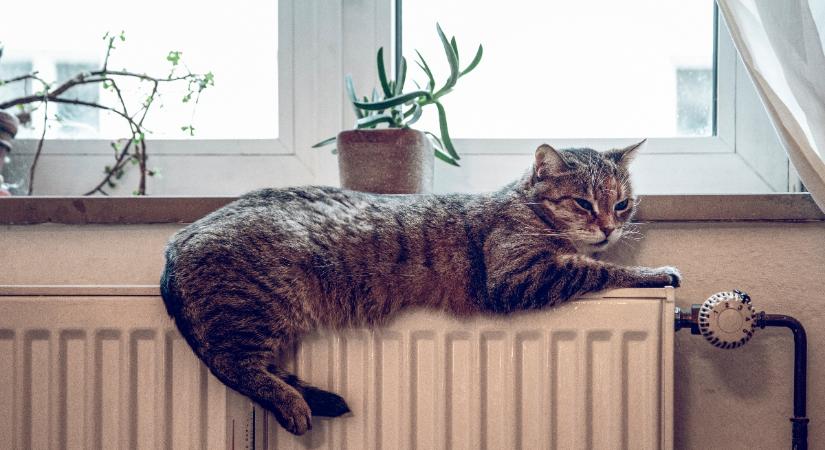 Tipikus hibák a benti macska gondozása során ősszel és télen