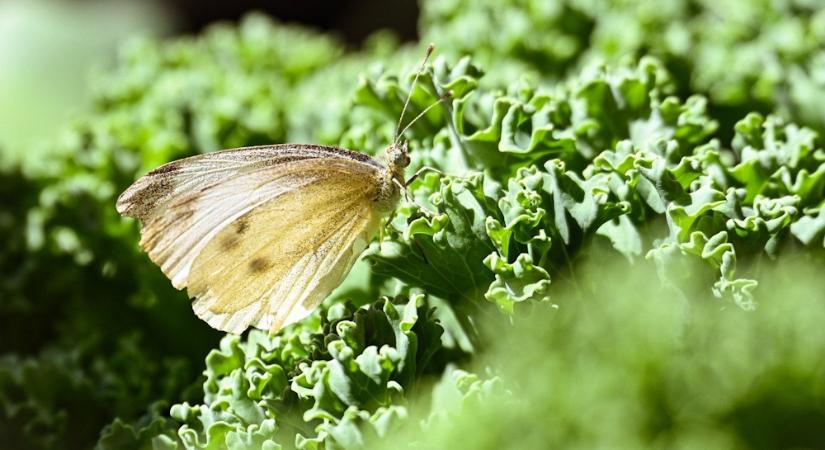 Káposzta kontra káposztalepke – ki az igazi győztes a kertben?