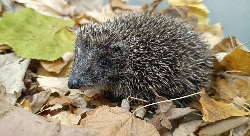 Süni-mentőakció a Lóriban – biztonságban a tüskés vendég