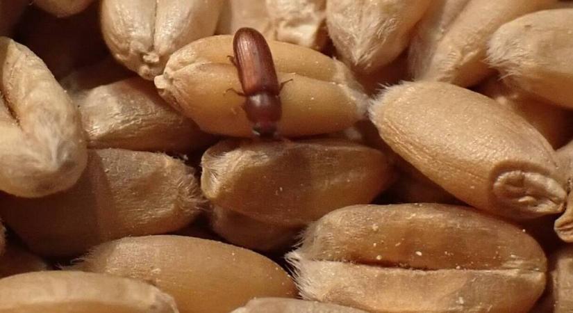 A legrettegettebb raktári bogarak, amiket hazaviszünk a boltból