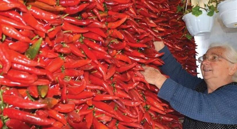 Fűszerpaprika-termesztés 2025 - Egy népszerű termék vidékünkön és a határon túl is