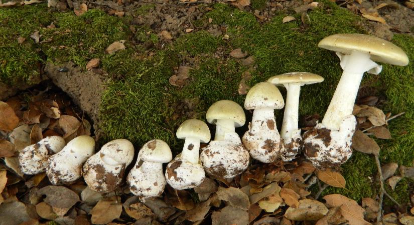 Berobbant a gyilkos galóca, így ismerheti fel