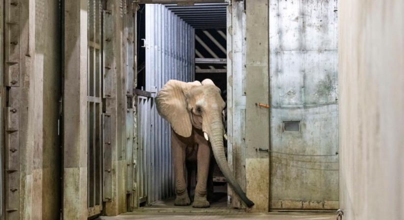 Afrikai elefánt érkezett a Nyíregyházi Állatparkba