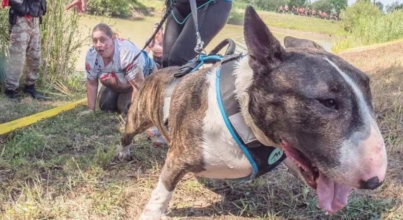 Íme Topi, a dél-somogyi sztár kutya és az óvónő, aki állja a sarat