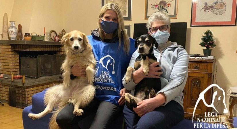 Megható örökbefogadás - Együtt talált otthonra a járvány miatt elárvult két idős kutyus