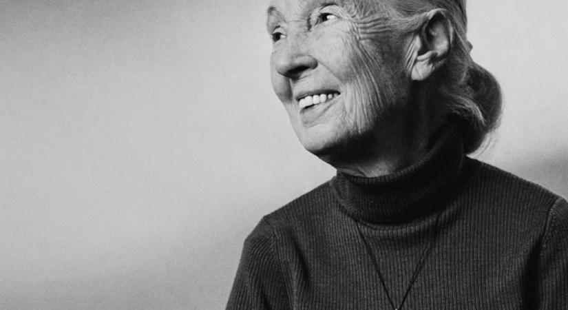 A Városmajorban búcsúzhatunk el Dr. Jane Goodalltól