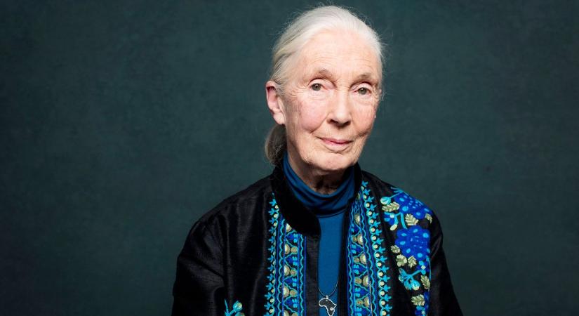 Elhunyt a fáradhatatlan Jane Goodall természetkutató