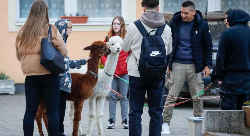 Nagy szem, hosszú szempilla – a diákokat lenyűgözték az egzotikus állatok (galéria, videó)