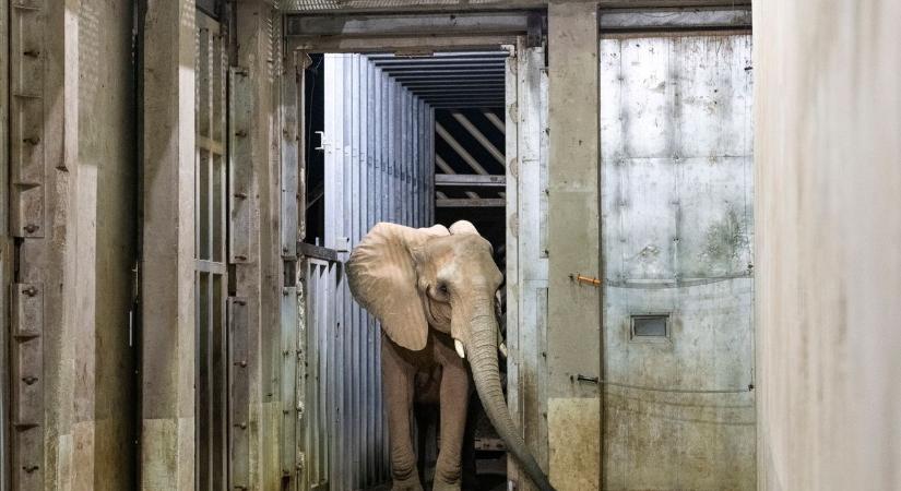 Kétezer kilométert utazott az afrikai elefánt míg a Nyíregyházi Állatparkba ért