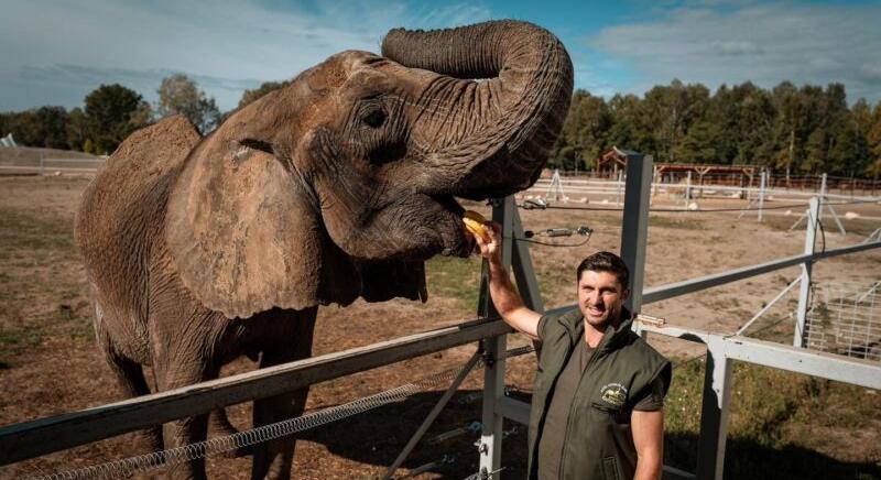 A Richter Safari Parkba került az utolsó francia cirkuszi elefánt