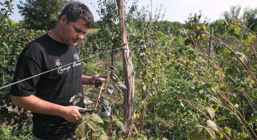 Ezt tudnia kell a málna metszése előtt, bőséges termést hozhat a jó döntés