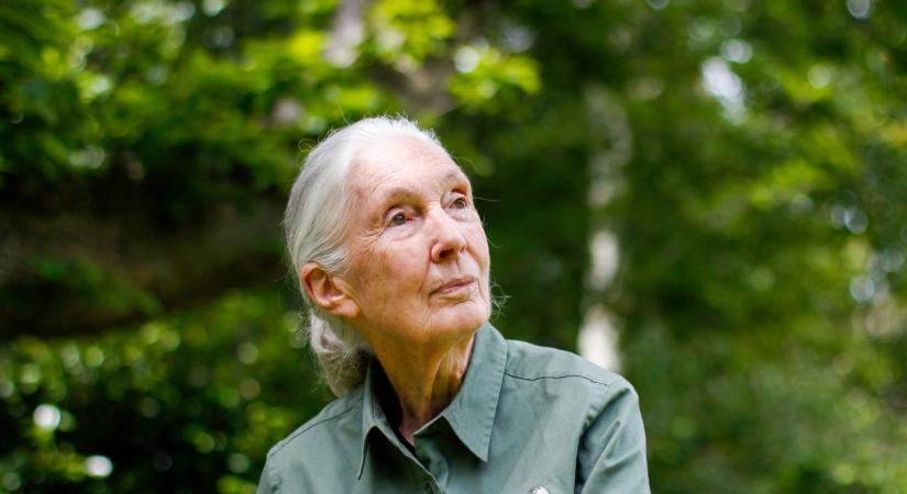 ELHUNYT DAME JANE GOODALL
