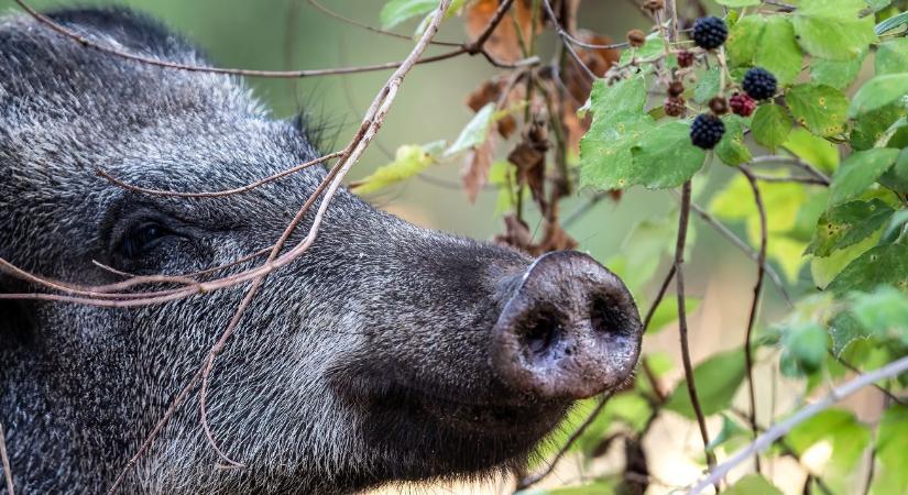 Őszi vadkárok a földeken – hogyan védekezhetünk hatékonyan?
