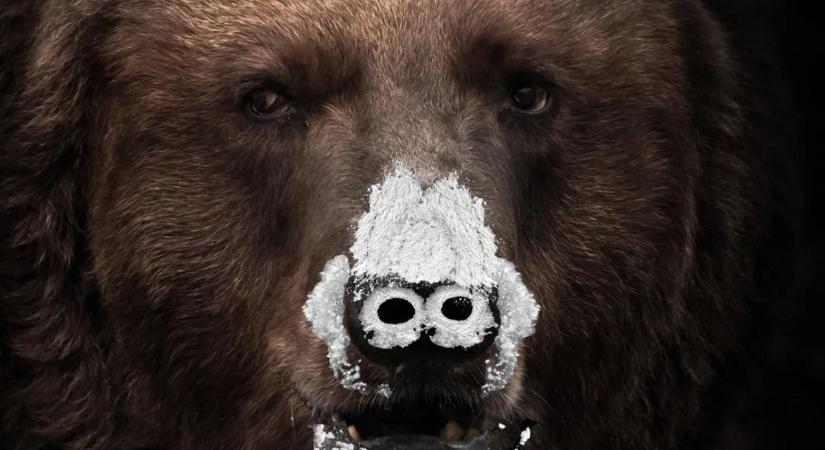 Pablo Escobear, a mohó fekete medve, akinek a kokain lett a veszte