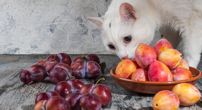 Ehet a macska szilvát? Egészségügyi szempontból súlyos következményei lehetnek