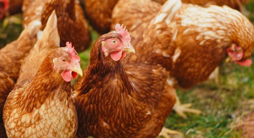 Október 10-ig van idő: módosult a baromfiágazati állatjóléti támogatás